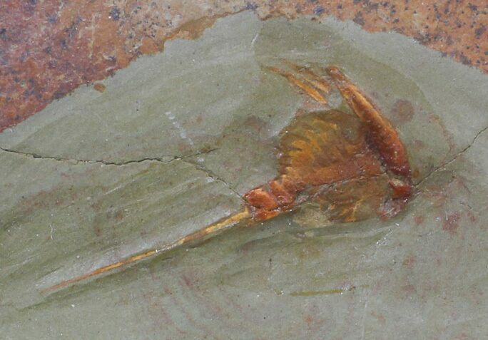 Xiphosurida Arthropod - Horseshoe Crab Ancestor #62661